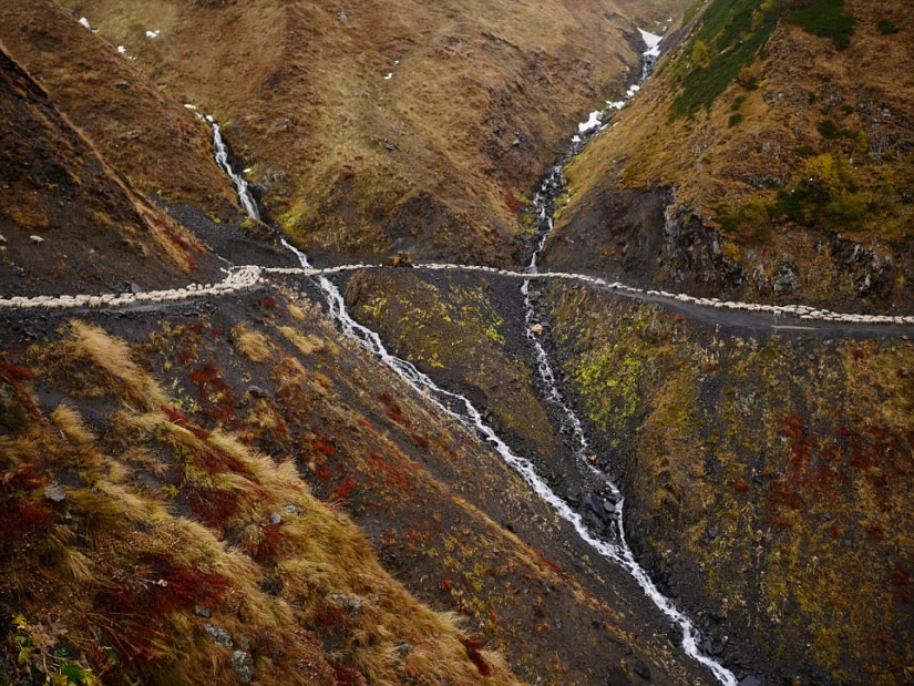 Every year thousands of sheep in Georgia make a dangerous journey from the mountains with a height of 3000 meters Every year thousands of sheep in Georgia make a dangerous journey from the mountains with a height of 3000 meters