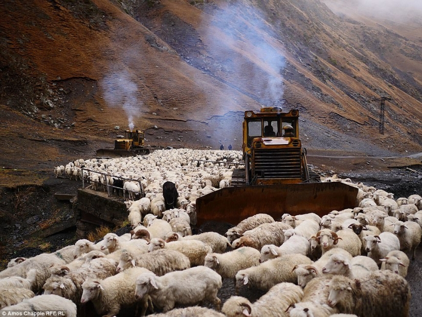 Every year thousands of sheep in Georgia make a dangerous journey from the mountains with a height of 3000 meters Every year thousands of sheep in Georgia make a dangerous journey from the mountains with a height of 3000 meters