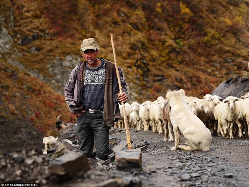 Every year thousands of sheep in Georgia make a dangerous journey from the mountains with a height of 3000 meters Every year thousands of sheep in Georgia make a dangerous journey from the mountains with a height of 3000 meters