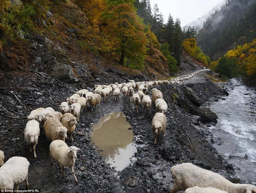 Every year thousands of sheep in Georgia make a dangerous journey from the mountains with a height of 3000 meters Every year thousands of sheep in Georgia make a dangerous journey from the mountains with a height of 3000 meters
