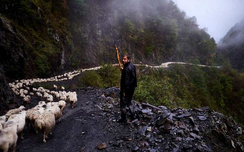 Every year thousands of sheep in Georgia make a dangerous journey from the mountains with a height of 3000 meters Every year thousands of sheep in Georgia make a dangerous journey from the mountains with a height of 3000 meters