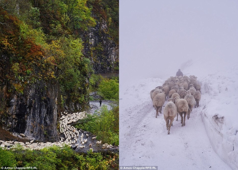 Every year thousands of sheep in Georgia make a dangerous journey from the mountains with a height of 3000 meters Every year thousands of sheep in Georgia make a dangerous journey from the mountains with a height of 3000 meters