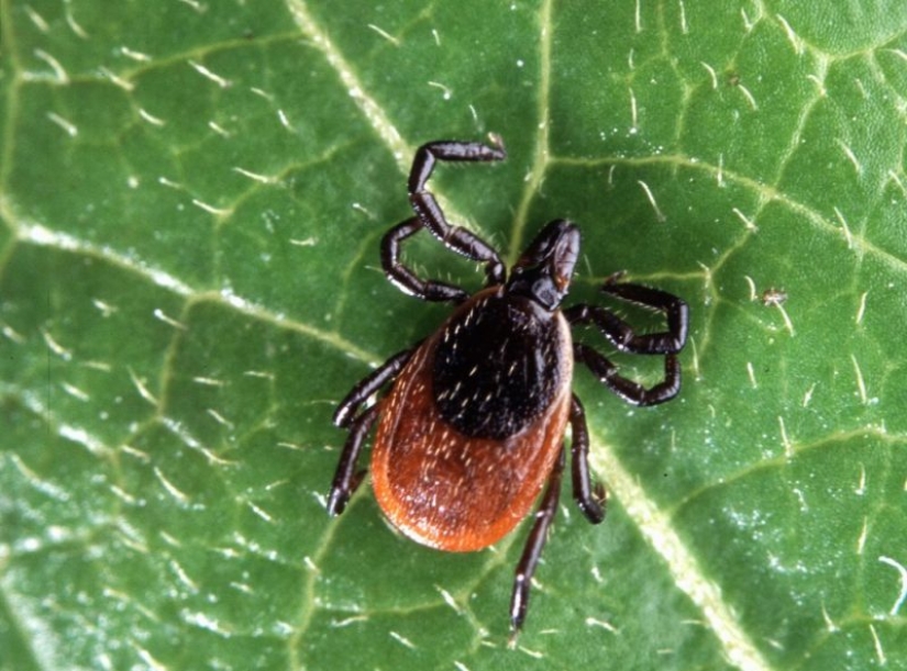 Everything is useful that got under the skin: Honored Doctor of Russia amnestied ticks