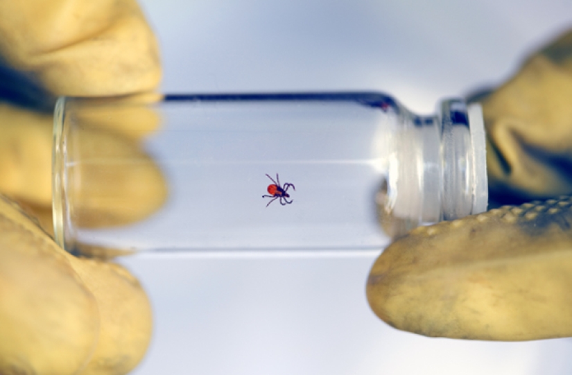 Everything is useful that got under the skin: Honored Doctor of Russia amnestied ticks