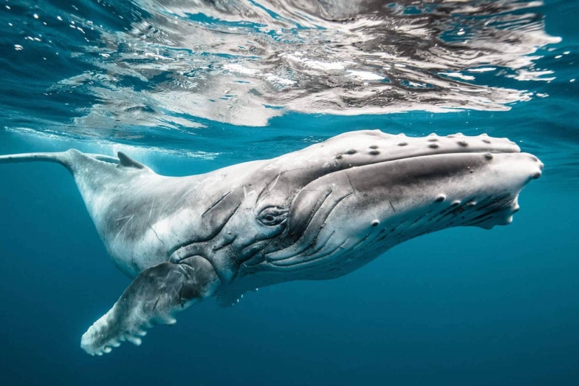 Exciting works of the winners of the prestigious Hasselblad Masters Award 2018 photo contest