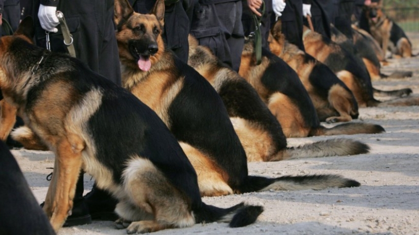 Expensive and outrageous: who needs dog clones and why