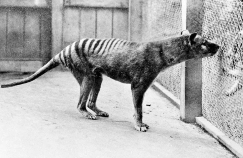 Extinct marsupial wolf to be revived in Australia