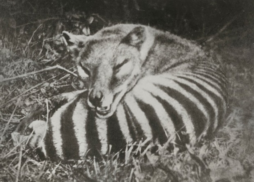 Extinct marsupial wolf to be revived in Australia