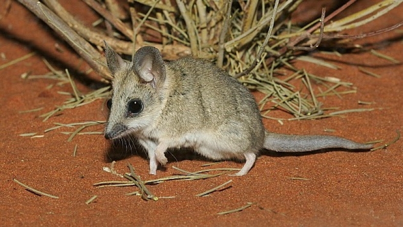Extinct marsupial wolf to be revived in Australia