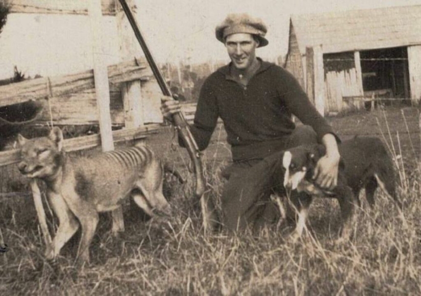 Extinct marsupial wolf to be revived in Australia