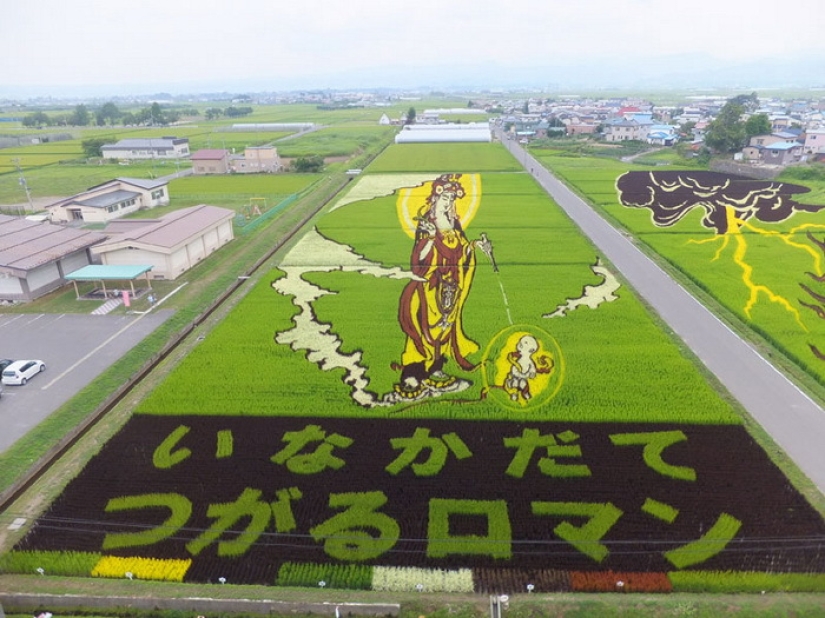 Extraordinary paintings on rice fields Extraordinary paintings on rice fields