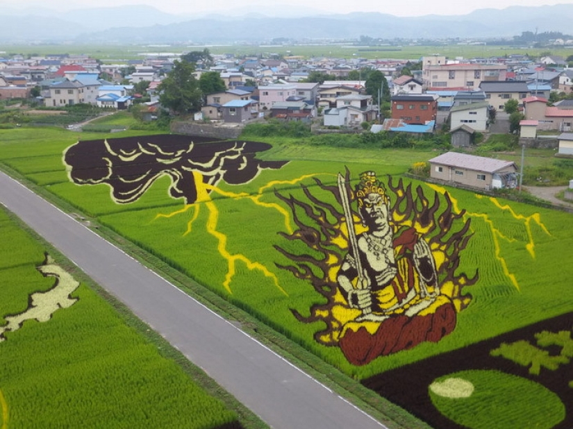 Extraordinary paintings on rice fields Extraordinary paintings on rice fields