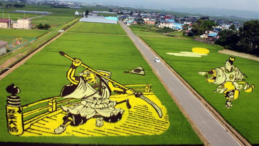 Extraordinary paintings on rice fields Extraordinary paintings on rice fields