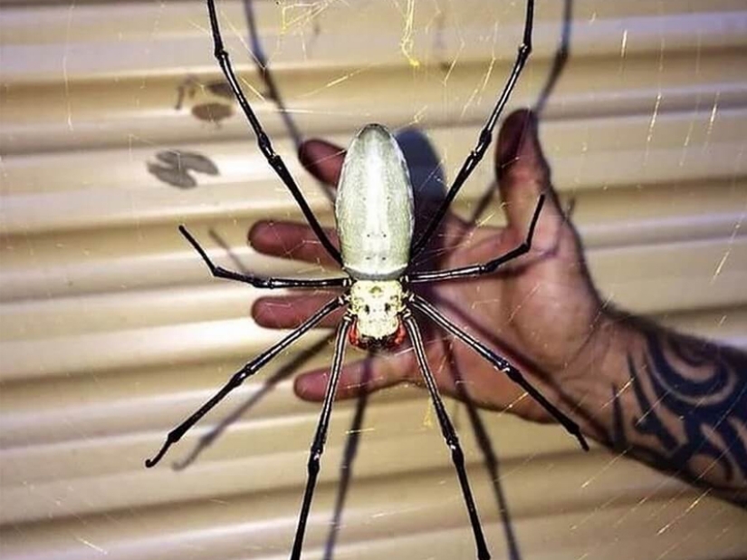 Fantastic Beasts and 15 Proofs They Exist