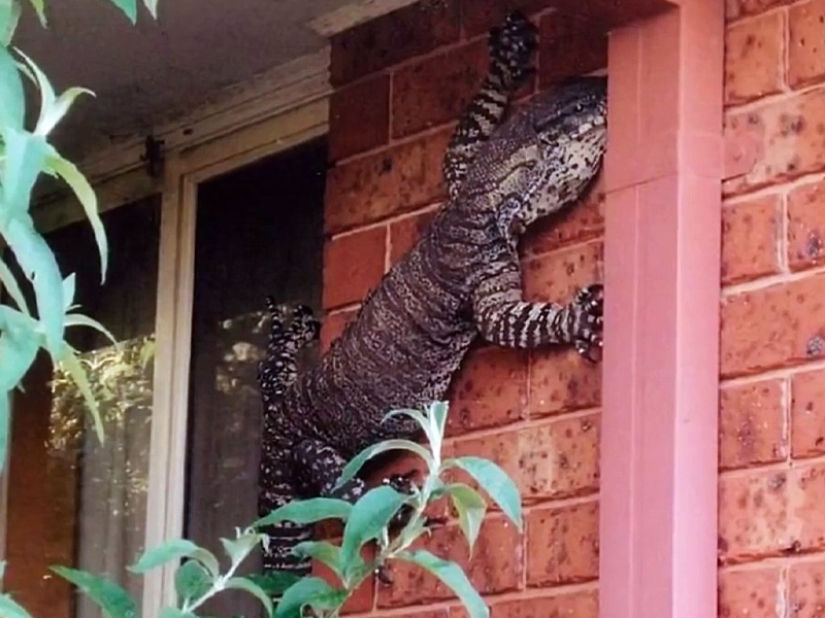 Fantastic Beasts and 15 Proofs They Exist