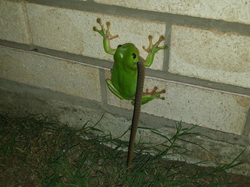 Fantastic Beasts and 15 Proofs They Exist