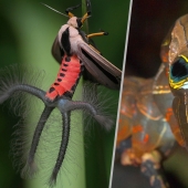 Fantastic Beasts and 15 Proofs They Exist Fantastic Beasts and 15 Proofs They Exist