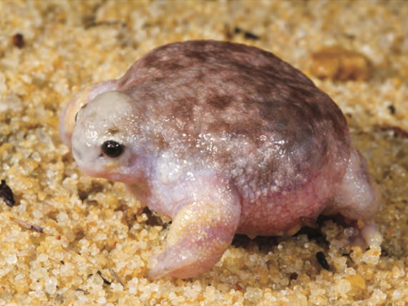 Fantastic Beasts and 15 Proofs They Exist