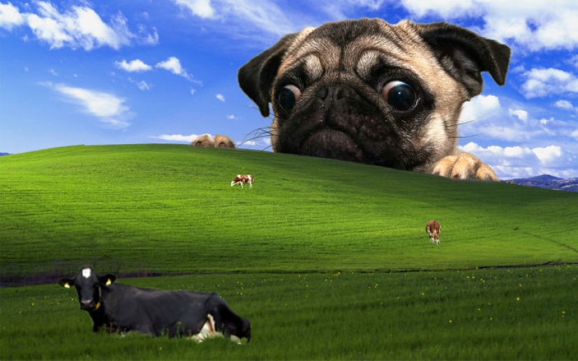 Fantastic ideas for desktop wallpapers so that colleagues turn their necks when passing by Fantastic ideas for desktop wallpapers so that colleagues turn their necks when passing by