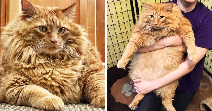 Fat cat Bazooka has found his home