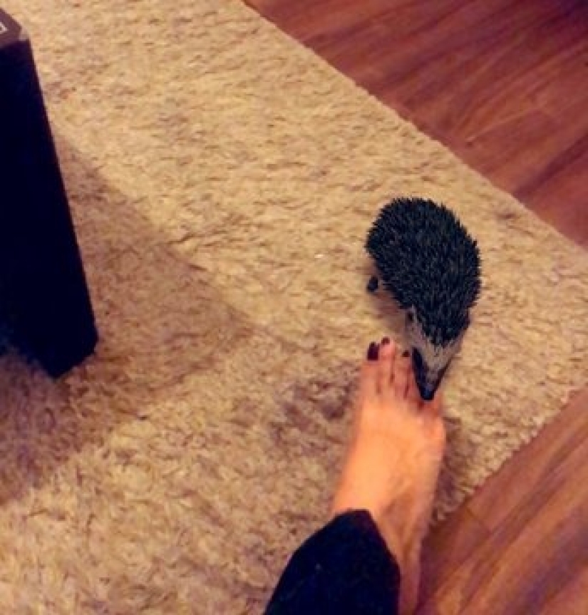 Favorite animals in 3D: Google gives you the opportunity to see the projection of animals in the house