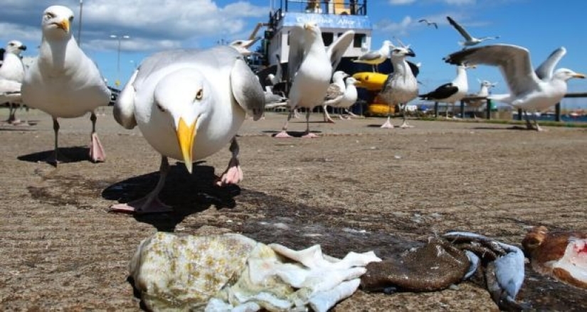 Feathered gang: Aggressive seagulls terrorize an area in Devon, breaking into apartments and stealing dogs Feathered gang: Aggressive seagulls terrorize an area in Devon, breaking into apartments and stealing dogs