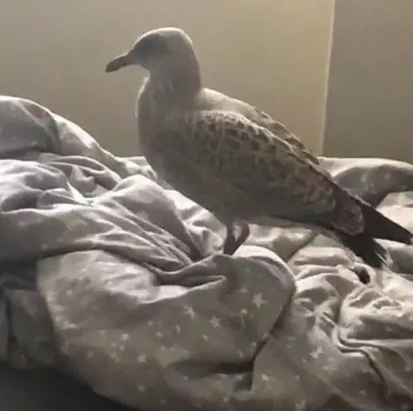 Feathered gang: Aggressive seagulls terrorize an area in Devon, breaking into apartments and stealing dogs Feathered gang: Aggressive seagulls terrorize an area in Devon, breaking into apartments and stealing dogs