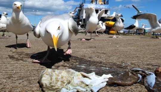 Feathered gang: Aggressive seagulls terrorize an area in Devon, breaking into apartments and stealing dogs