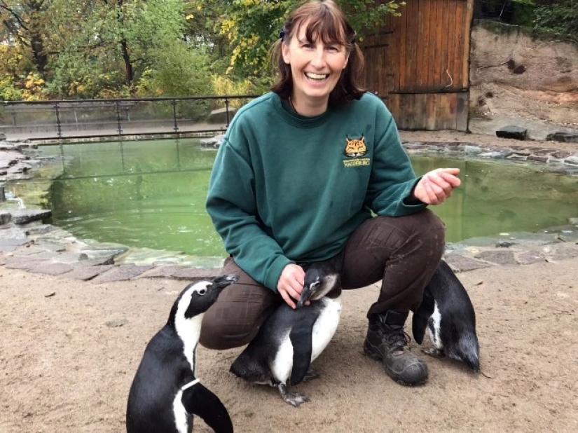 Feathered love threesome: in Germany, lesbian penguins have adopted a single male into the family and are waiting for chicks Feathered love threesome: in Germany, lesbian penguins have adopted a single male into the family and are waiting for chicks