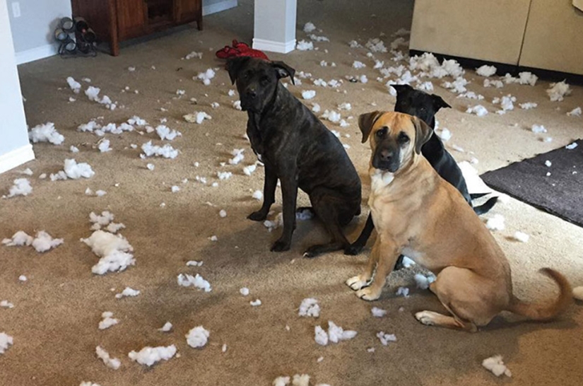 Felicidad de cuatro patas: cómo es la vida cuando hay más de dos perros en la casa