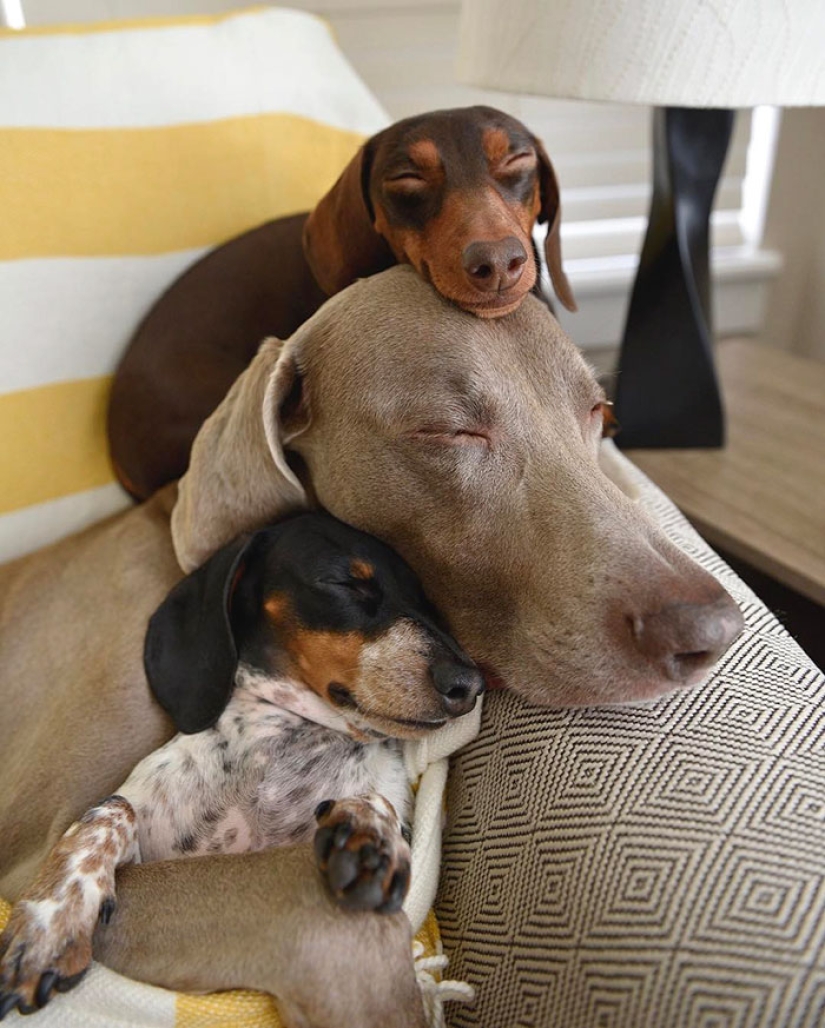 Felicidad de cuatro patas: cómo es la vida cuando hay más de dos perros en la casa