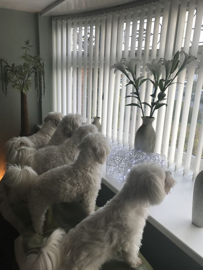 Felicidad de cuatro patas: cómo es la vida cuando hay más de dos perros en la casa