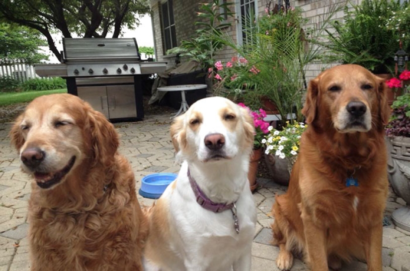 Felicidad de cuatro patas: cómo es la vida cuando hay más de dos perros en la casa