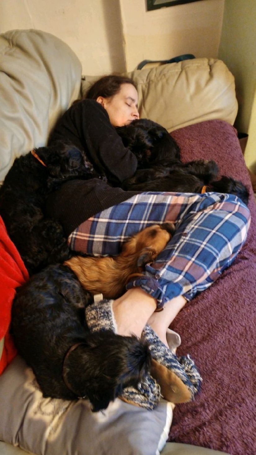 Felicidad de cuatro patas: cómo es la vida cuando hay más de dos perros en la casa