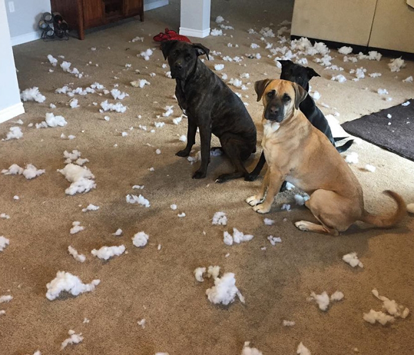Felicidad de cuatro patas: cómo es la vida cuando hay más de dos perros en la casa