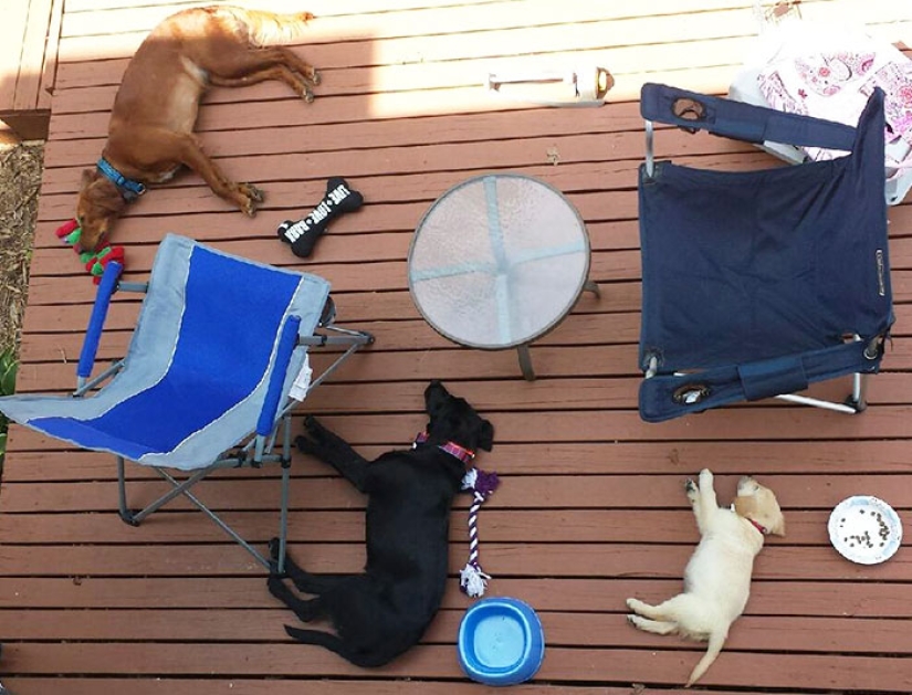 Felicidad de cuatro patas: cómo es la vida cuando hay más de dos perros en la casa