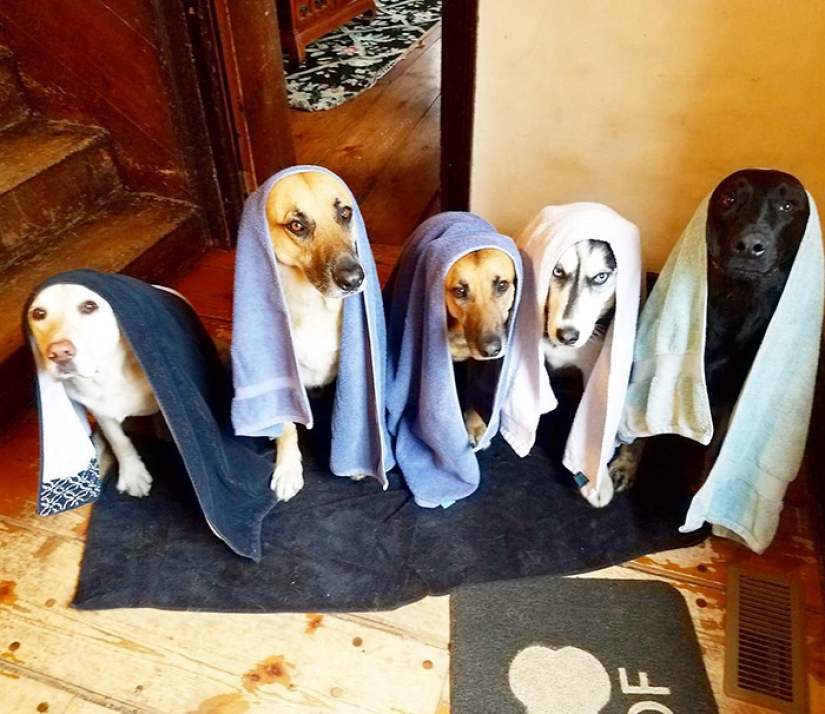 Felicidad de cuatro patas: cómo es la vida cuando hay más de dos perros en la casa