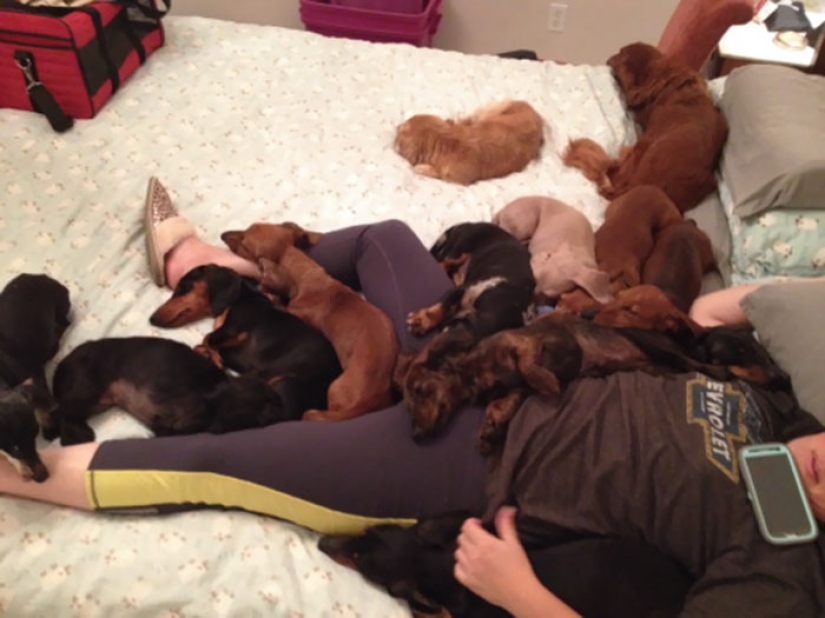 Felicidad de cuatro patas: cómo es la vida cuando hay más de dos perros en la casa