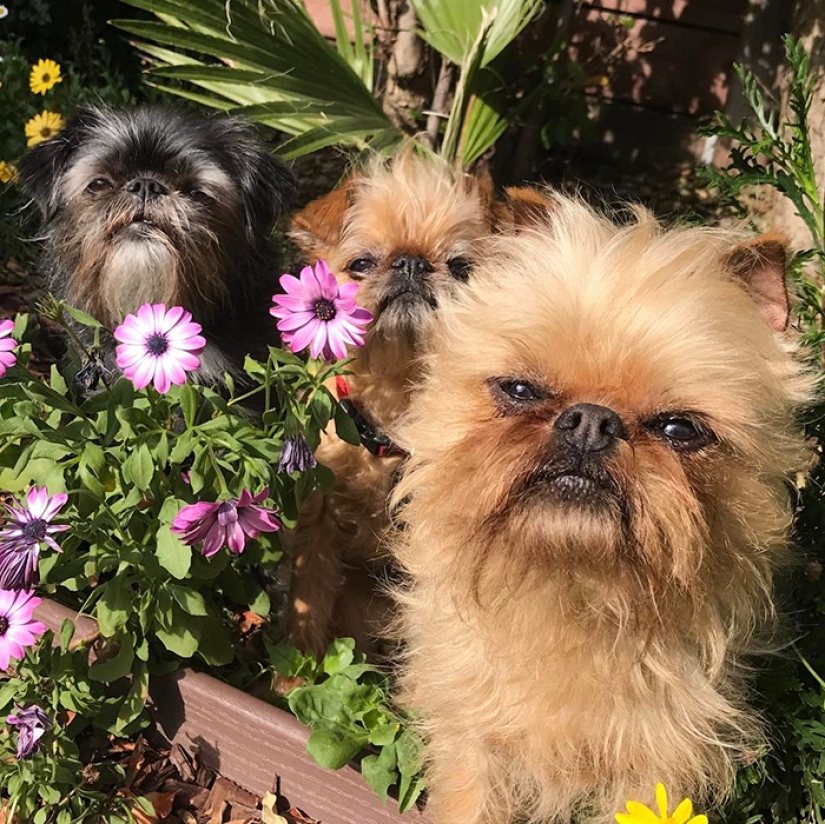 Felicidad de cuatro patas: cómo es la vida cuando hay más de dos perros en la casa