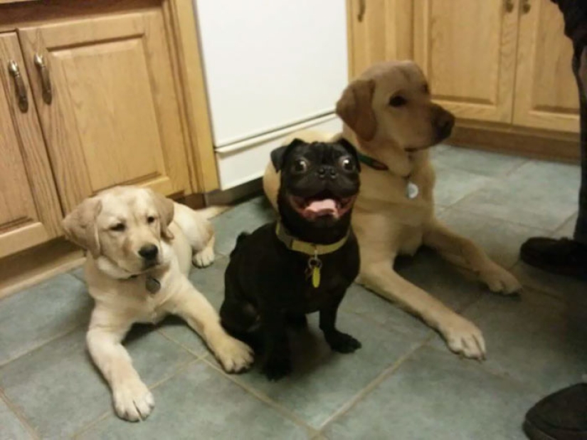 Felicidad de cuatro patas: cómo es la vida cuando hay más de dos perros en la casa