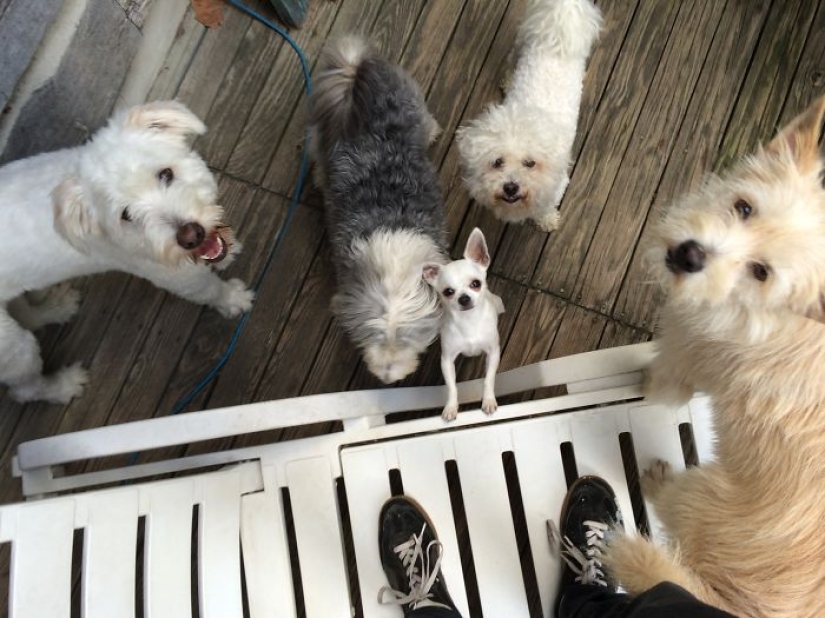 Felicidad de cuatro patas: cómo es la vida cuando hay más de dos perros en la casa