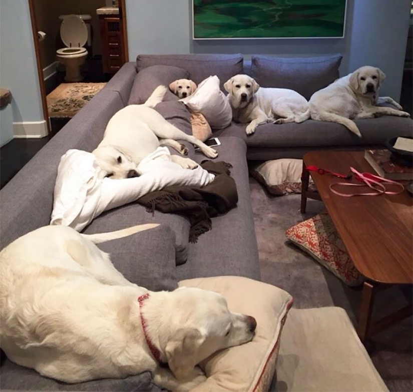 Felicidad de cuatro patas: cómo es la vida cuando hay más de dos perros en la casa