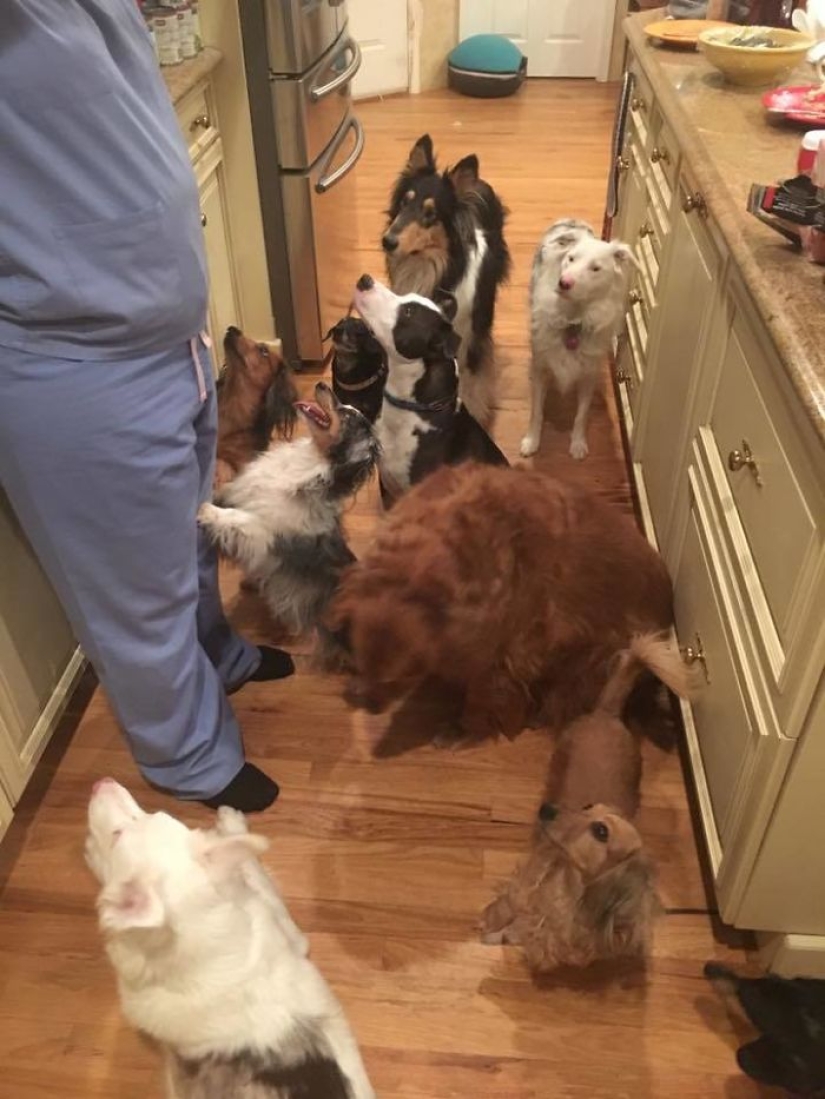Felicidad de cuatro patas: cómo es la vida cuando hay más de dos perros en la casa