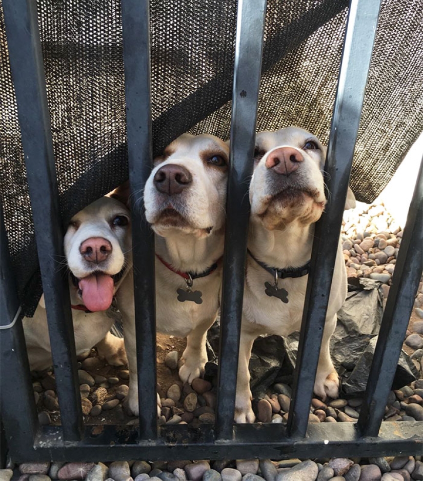 Felicidad de cuatro patas: cómo es la vida cuando hay más de dos perros en la casa