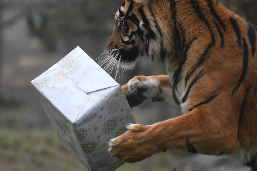 ¡Feliz Navidad, Sr. Tigre! Cómo los residentes del zoológico abrieron los regalos