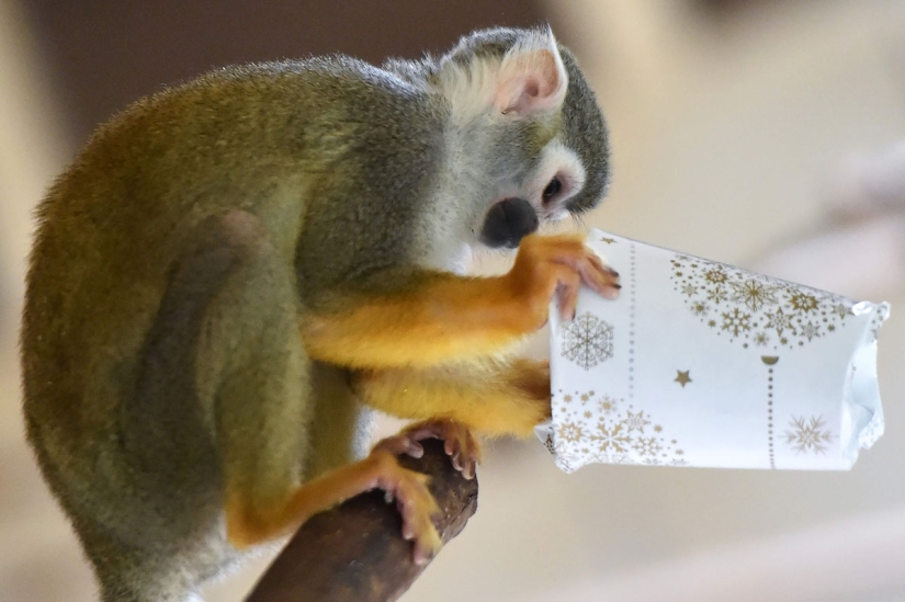¡Feliz Navidad, Sr. Tigre! Cómo los residentes del zoológico abrieron los regalos