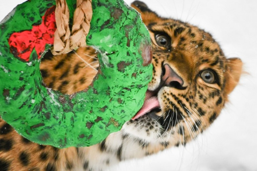 ¡Feliz Navidad, Sr. Tigre! Cómo los residentes del zoológico abrieron los regalos
