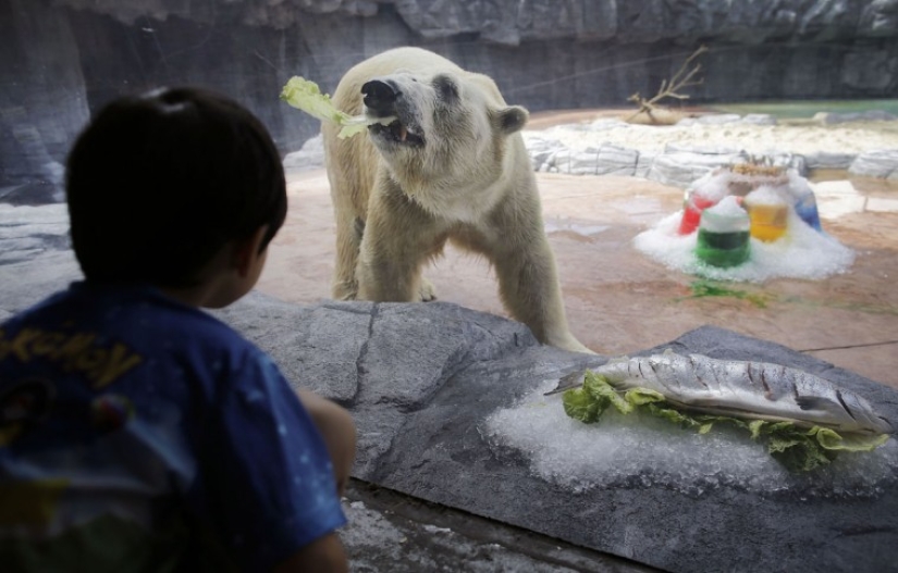 ¡Feliz Navidad, Sr. Tigre! Cómo los residentes del zoológico abrieron los regalos