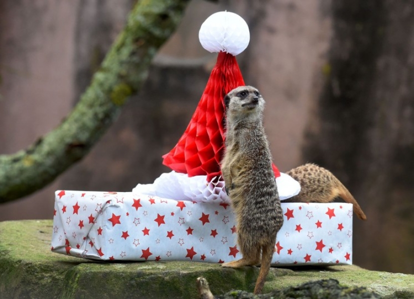 ¡Feliz Navidad, Sr. Tigre! Cómo los residentes del zoológico abrieron los regalos