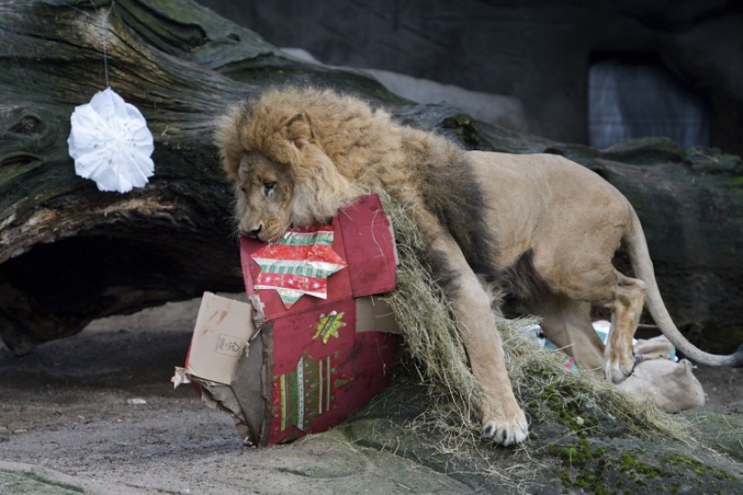 ¡Feliz Navidad, Sr. Tigre! Cómo los residentes del zoológico abrieron los regalos